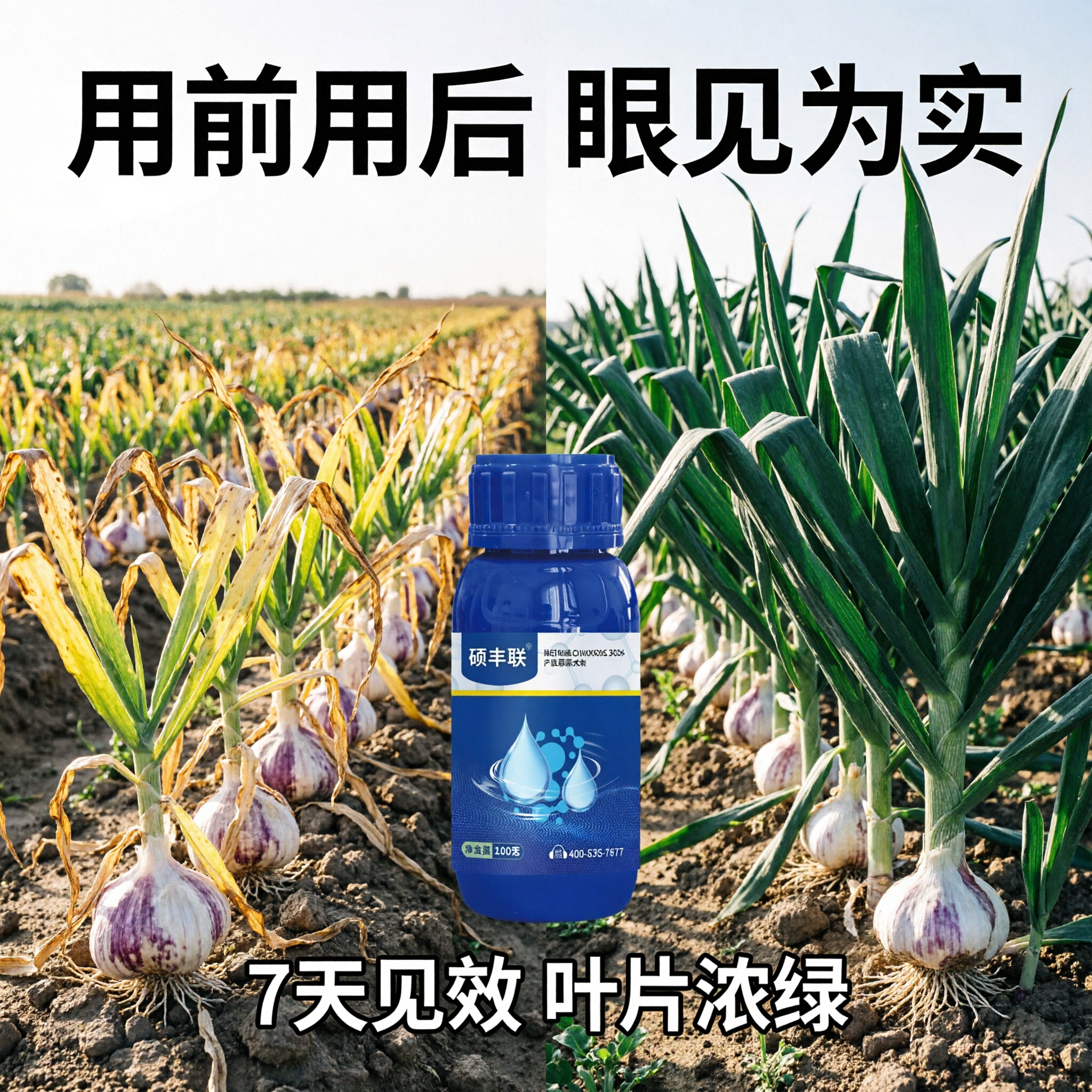 抖音电商主图，1:1正方形，大蒜蓝水使用效果对比主图，画面左右… - 图片创意预览