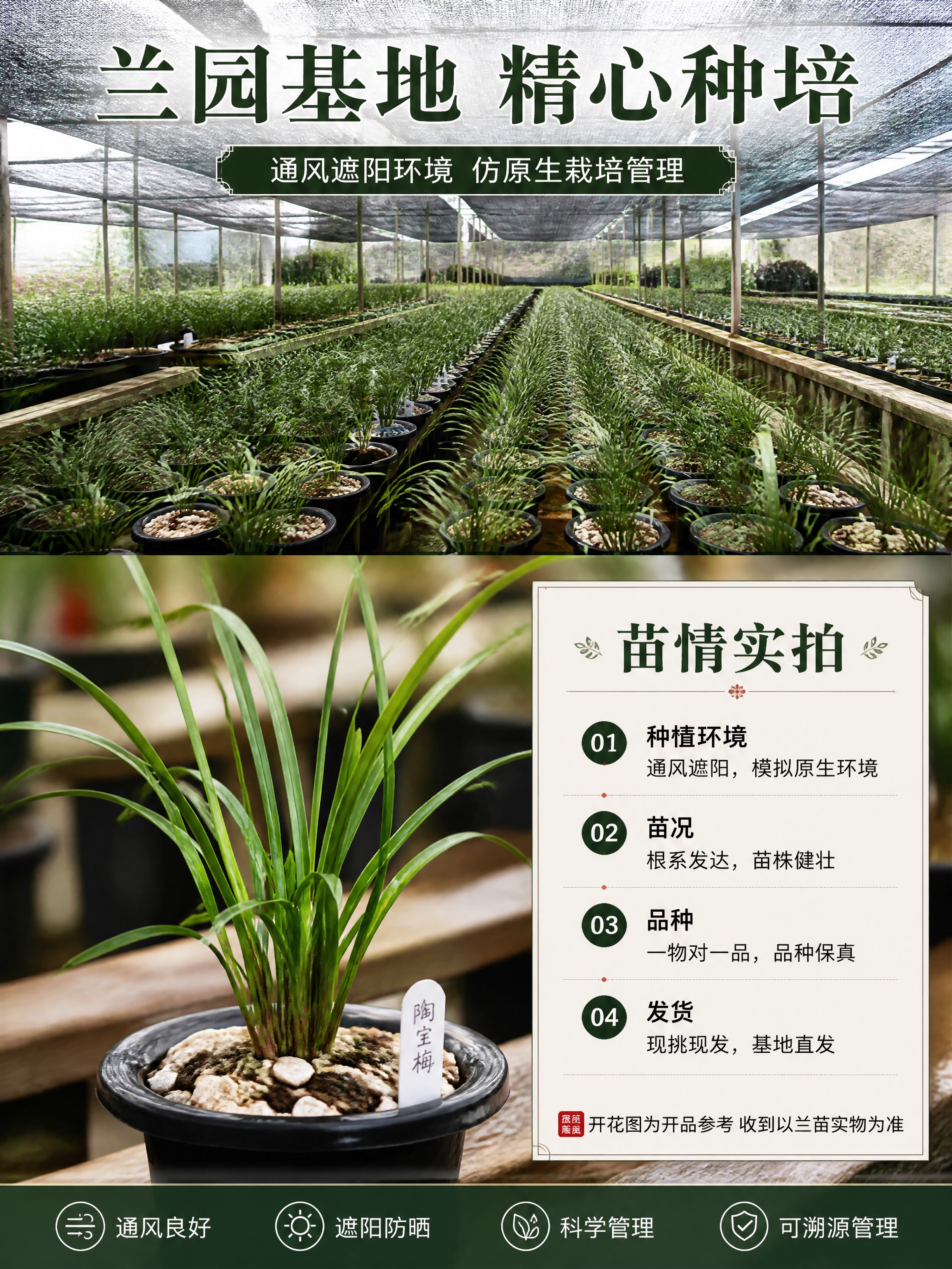 [商品] 使用【图1】蕙兰陶宝梅的兰叶部分作为苗情参考；保留叶… - 图片创意预览