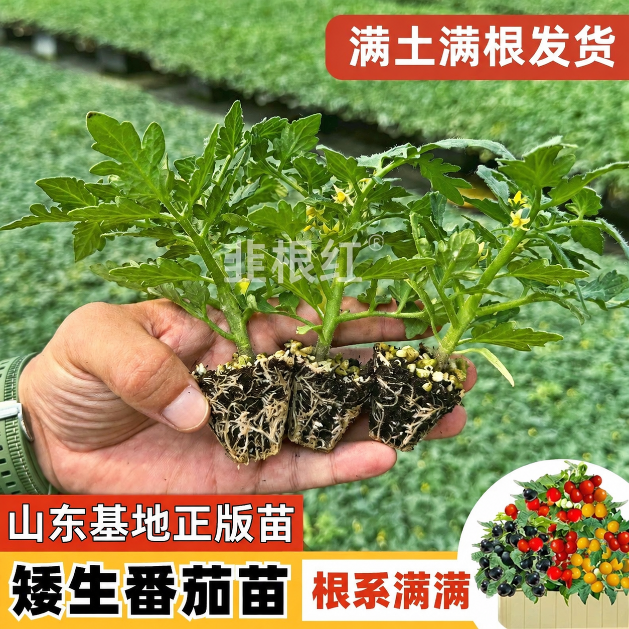 将图片中所有"禾巨人"水印文字替换为"韭根红"，保持水印的位置… - 图片创意预览