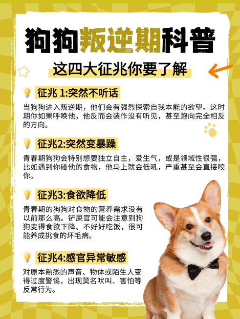狗狗叛逆期科普知识分享简约卡通风小红书配图预览效果