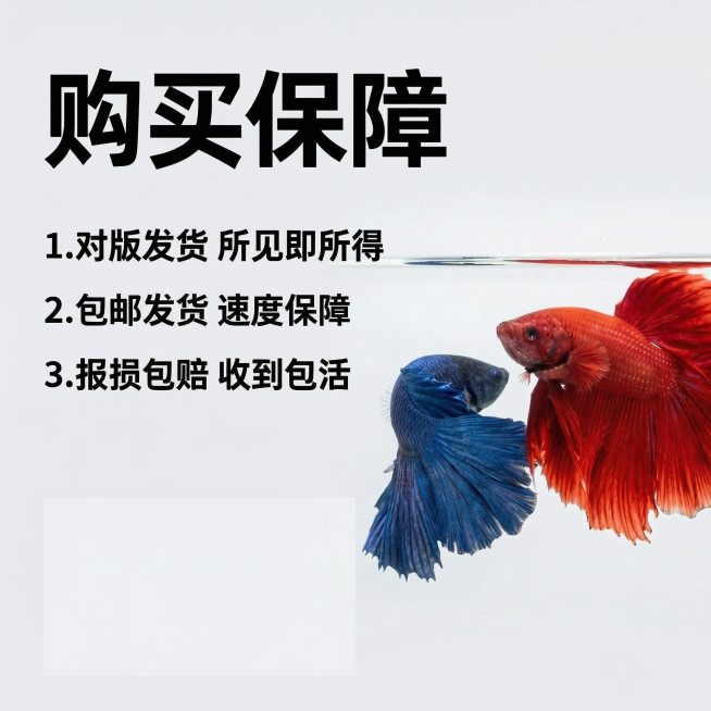 [主图 10] 服务承诺转化图
[氛围/风格] 简洁可信，清晰直观。
[画面元素] 大红袍和大蓝袍两条斗鱼同时放置在画面右侧作为展示，保留原有外观，左侧区域留白放置服务承诺信息，背景干净简洁，整体构图预览效果