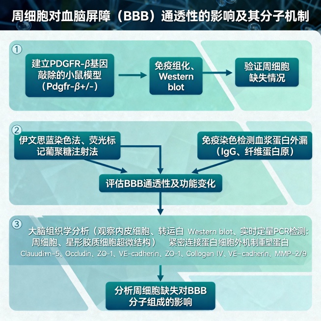 依照下面的话绘制一个流程图：周细胞对血脑屏障（BBB）通透性的影响及其分子机制
① 周细胞缺陷型小鼠模型的构建与验证：建立PDGFR-β基因敲除的小鼠模型（Pdgfr-β+/-），通过免疫组化、Wes预览效果