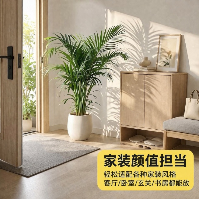使用爆款主图复刻技能生成3张比例1:1的电商主图，适配平台为拼多多，商品为「图片1」，参考图为「图片1」，商品卖点为简单易养 吸甲醛 富贵招财  四季常青，预览效果