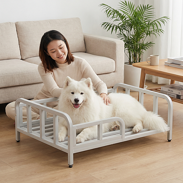 浅灰色金属框架狗床，保持原产品物理结构绝对不变，床下面没有轮子，床腿没有额外东西，床上没有床垫。产品主体不变形不扭曲。
平视中景构图，平稳放置在日式客厅的原木地板上，背景是浅米色亚麻沙发，淡雅温馨。
小清新原木日系家居氛围，床上趴着一只开心放松的萨摩耶，一位年轻东亚女孩盘腿坐在狗床旁边，轻轻抚摸狗狗，互动自然温馨。
柔和阴天漫射柔光，整体低饱和度暖调，阴影极淡，画面干净通透。
旁边矮几放着陶瓷水杯和几本书，角落放一株散尾葵绿植，增添自然生机。
淘宝主图摄影，8K高清，治愈小清新风格。保持 1:1 画面比例。