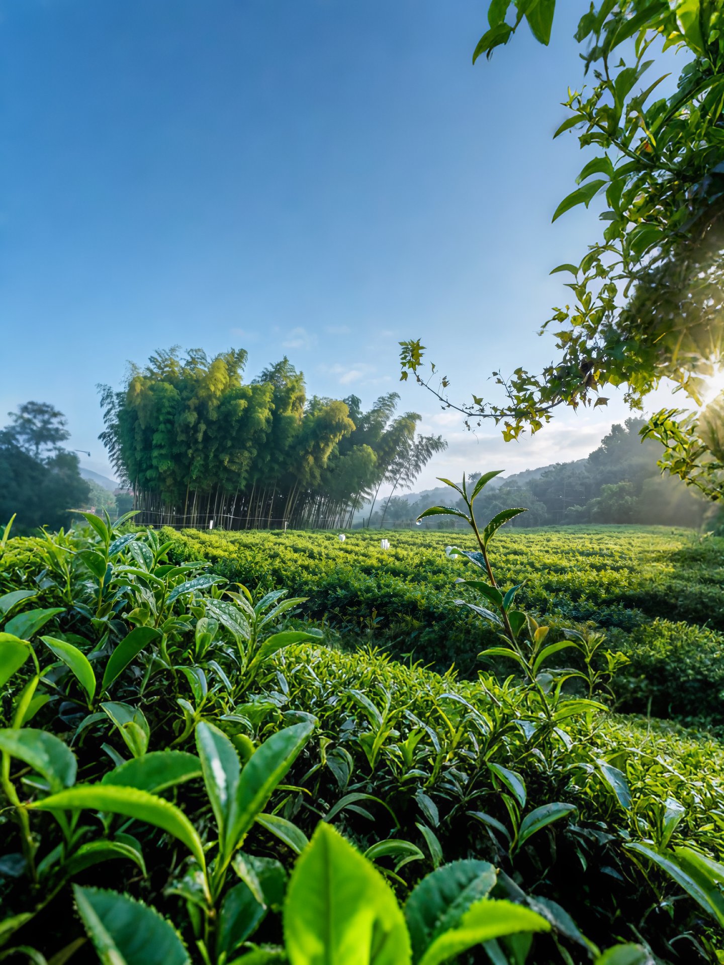 向上自然延伸清晨的蓝天与薄云，向下自然延伸茶园茶垄与前景嫩绿的… - 图片创意预览