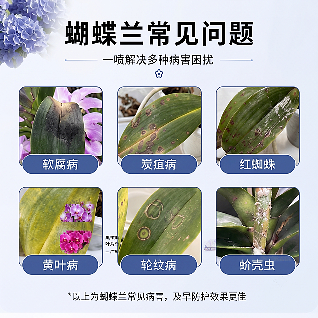 单独生成原图左上区域的蝴蝶兰常见问题图：标题"蝴蝶兰常见问题"副标题"一喷解决多种病害困扰"，展示软腐病、炭疽病、红蜘蛛、黄叶病、轮纹病、蚧壳虫六种病害示例，保持所有文字和图片内容不变，生成清晰的单独正方形图片。
