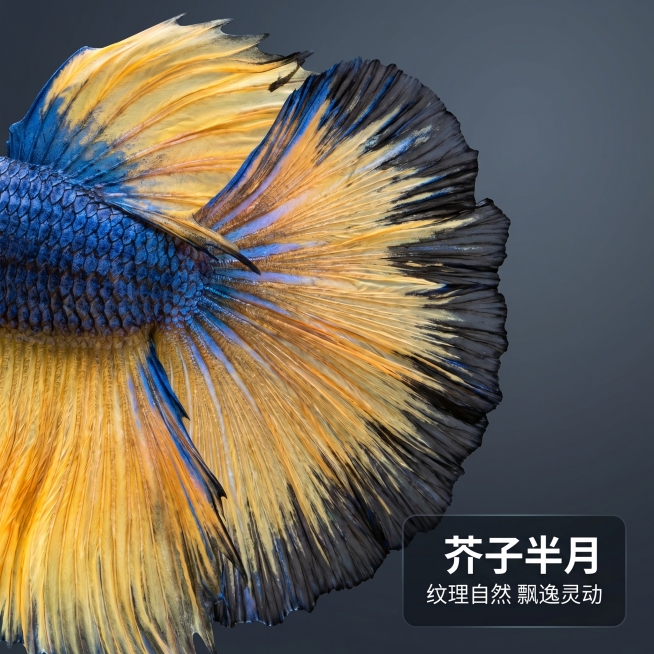 [主图 3] 泰国斗鱼细节特写展示 重新生成
[氛围风格] 质感微距风格，突出斗鱼尾鳍惊艳美感
[画面元素] 商业摄影质感、光线柔和通透、产品清晰真实、画面干净高级。对角构图特写展示芥子斗鱼舒展的半月预览效果