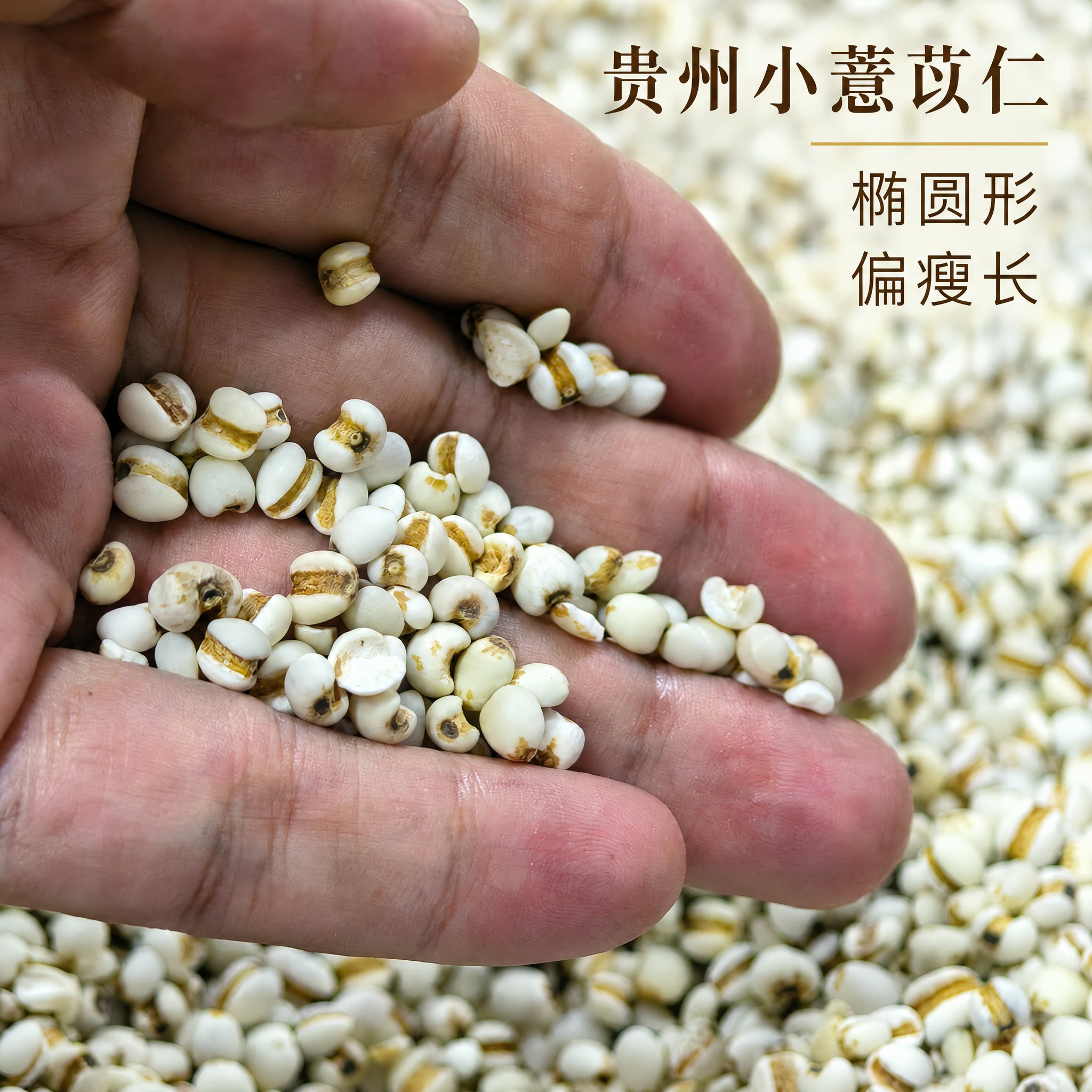 基于上传的薏苡仁素材进行主图创作，严格使用上传素材，完整保留原… - 图片创意预览