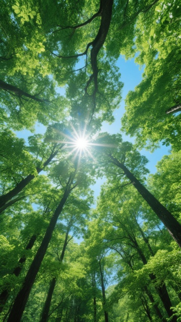 从下往上仰望视角拍摄的茂密森林植物背景，清晨或正午时分的明亮阳光透过层层叠叠的翠绿树叶间隙洒落，形成明显的光晕和星芒效果，蔚蓝的天空在枝叶间若隐若现，高大挺拔的树干向四周舒展延伸，枝叶呈现出丰富的绿色渐变层次，光影对比强烈，整体画面充满生机与自然清新感，具有极高的摄影写实度和细腻的细节表现。预览效果