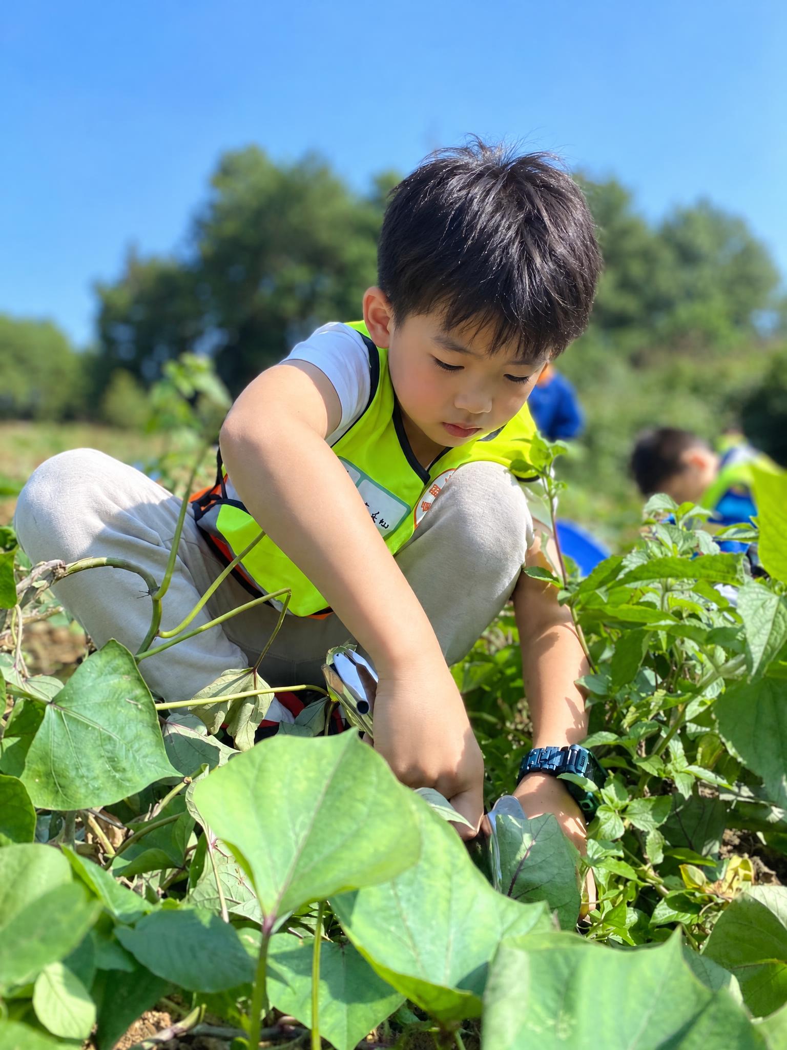 将图中男孩的面部替换为另一位同龄东亚男孩的相貌，与原相貌有很大… - 图片创意预览