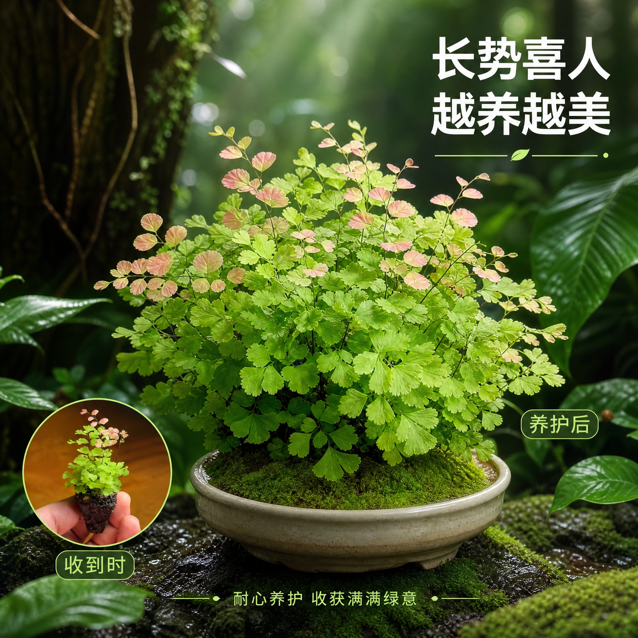 [主图-9] 生长状态与爆盆效果图，展示养护后茂盛的状态。左下… - 图片创意预览