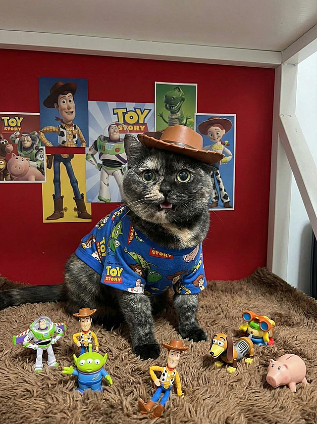 把背景改成红色 墙上贴着玩具总动员海报 地毯要棕色 旁边有玩具总动玩的玩具 小猫头上带着胡迪的帽子 做出可爱的表情看着镜头身上衣服可以改变 表情可爱