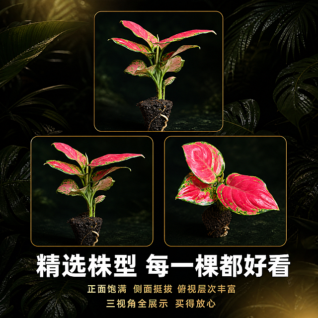 [主图-5] 多视角株型展示图 360度展示小苗完整形态
[统一基调] 黑化雨林暗调风格 深墨绿近黑背景 点缀朦胧雨林叶片剪影 暖金色聚光打亮植物 标题用白色粗体无衬线字 辅助文案用浅金色 整体神秘高级 商业植物摄影质感
[画面] 画面分三个小窗 呈品字形排列 分别展示红宝石小苗的正面 侧面 俯视三个角度 每个小窗内都是深绿色暗背景 植物居中 三张小图大小一致 中间留出空隙 下方放大标题区 三张图的植物都保持原图的叶片形态和锦斑特征 只是角度不同
[光影质感] 每个小窗内都是45度侧光 叶片有立体感 背景统一深墨绿 光线均匀 商业产品展示质感
[配色] 主色深墨绿 辅色暖金色 标题白色 植物红绿色作视觉焦点
[文字版式] 画面下方横排主标题 精选株型 每一棵都好看 下方小字 正面饱满 侧面挺拔 俯视层次丰富 三视角全展示 买得放心
[输出要求] 1:1正方形 2048px 三视角植物都清晰 排版整齐 无变形 无错字 无水印 无平台Logo