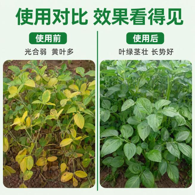 [第6屏] 使用前后对比，体现产品改善效果。
[氛围/风格] 真实对比，直观展示变化，增强说服力。
[元素布局] 顶部主标题，页面分为左右两栏，左栏展示使用前：黄叶小叶生长缓慢的作物，右栏展示使用后：预览效果