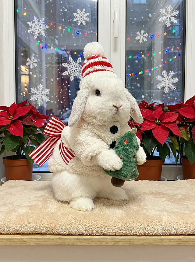 垂耳兔身着卷毛材质的圣诞雪人外套，头顶戴着带绒球的针织帽，尾巴上绑着红白条纹的蝴蝶结，前爪抱着迷你毛绒圣诞树玩偶，坐在铺着珊瑚绒垫的窗台花架旁，眼睛亮晶晶地望着前方。背景为摆放着圣诞红盆栽的花架，玻璃窗上贴着雪花窗花，窗外是挂着彩灯的街道。俯视视角，对称构图。