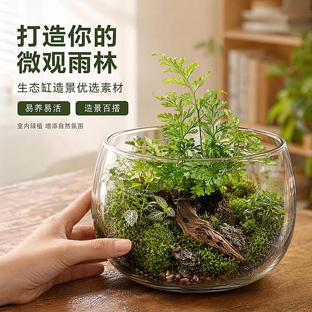 [主图-4] 狼尾蕨微观造景场景应用图
[氛围风格] 热带雨林微观造景场景 治愈森系 生活方式感 商业摄影质感
[画质] 超高清商业摄影质感 光线自然柔和 场景真实有代入感 细节丰富
[元素] 画面展示一个玻璃生态缸造景 缸内种植着狼尾蕨 保持狼尾蕨外观（即物理结构、材质质感、颜色）与输入产品图一致 杜绝任何变形和色差 精细化处理。生态缸内还有苔藓 小型枯木 小石子 其他微型蕨类和观叶植物 构成完整的热带雨林微观景观。生态缸放置在木质桌面上 背景是模糊的室内环境 有书架和绿植的影子 营造温馨的家居氛围。画面左侧有一只手轻轻扶着生态缸 手部自然 只露出手指部分 增加真实感和尺寸参照。商品主体（狼尾蕨）在生态缸中清晰可见 占整体画面约40%。
[光影] 室内自然光加柔和补光 主光从左侧窗户射入 玻璃缸有轻微反光 缸内植物受光均匀 苔藓和叶片有湿润的光泽 整体光线温暖柔和 有居家氛围感
[配色] 主色调自然翠绿 辅助色木色暖棕 玻璃透明清透 背景米白暖调
[视角构图] 45度斜侧俯视角度 生态缸位于画面中心偏右 左侧预留文案空间 前景桌面虚化 中景生态缸清晰 背景室内环境朦胧 层次丰富
[文字版式] 左上负空间左对齐 主标题"打造你的微观雨林" 深绿色粗体无衬线大字 副标题"生态缸造景优选素材" 约半高 同色系稍浅。下方两个卖点标签 分别写"易养易活""造景百搭" 圆角矩形 深绿底白字。底部有一行小字"室内绿植 增添自然氛围" 浅灰色 小号
[输出要求] 1:1比例 文字清晰可辨 超高清商业摄影质感
[负向提示词] 变形 文字错乱 产品图模糊 背景杂乱 水印 电商平台Logo 多余的手 多余的手指 畸形手 手部扭曲 人物面部扭曲
