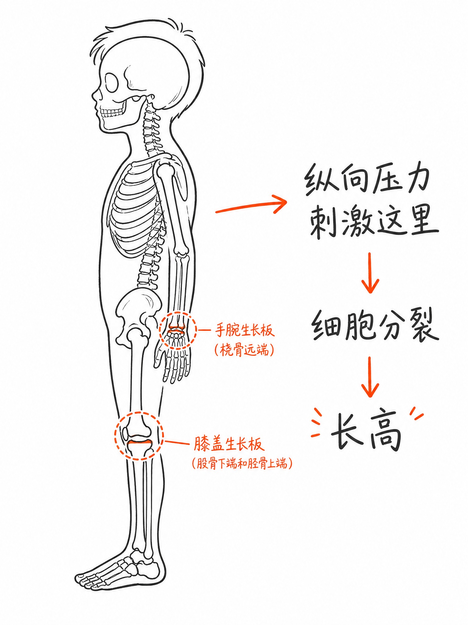 一张手绘风/Notion风格的儿童长高原理示意图，简洁干净的白… - 图片创意预览