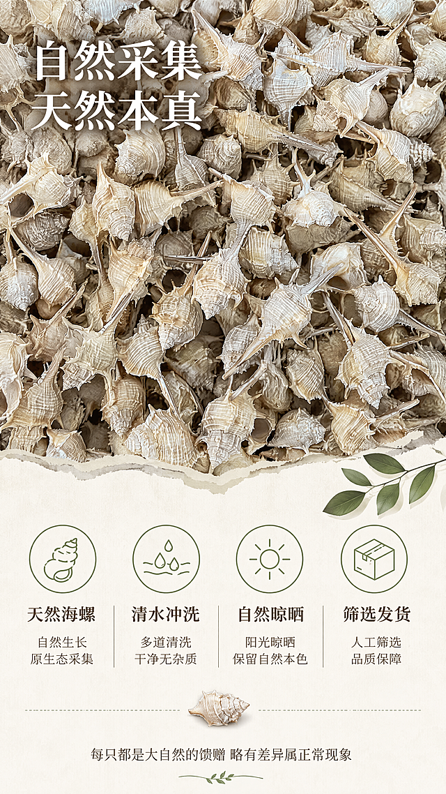 [第6张] 详情页天然品质-刺螺贝壳自然采集品质说明。本张使用【图1】作为大量贝壳堆主体，【图2】作为细节补充。
[氛围/风格] 自然原生态风，突出天然采集概念，真实质朴，商业摄影质感。
[元素布局] 画面上半部分是大量刺螺贝壳堆叠的俯拍大图，占比约50%，展现天然批量采集的真实感；下半部分是浅米色背景上的品质说明区，配有小图标和文字；贝壳颜色、纹理、造型与输入图一致。
[光影质感] 自然顶光均匀照射，贝壳堆有丰富的明暗层次，个体纹理清晰可辨。
[配色色系] 全局底色 #FAF6F0 暖米白；主色米白浅棕贝壳；辅助色深棕文字、浅绿图标点缀。
[视角构图] 上下分屏布局，上半部分产品俯拍大图，下半部分文字信息区，阅读动线从上到下。
[文字版式] 上半部分左上角叠加主标题「自然采集 天然本真」，白色字体带浅阴影；下半部分四个品质点横向排列，每个配圆形小图标：「天然海螺」「清水冲洗」「自然晾晒」「筛选发货」；底部小字说明「每只都是大自然的馈赠 略有差异属正常现象」；文字清晰，排版疏朗。
[比例分辨率] 9:16 竖版比例，4K分辨率，文字清晰可辨，高清画质。
[负向提示词] 贝壳变形，颜色偏差，水印，文字错乱，背景杂乱，结构错误。