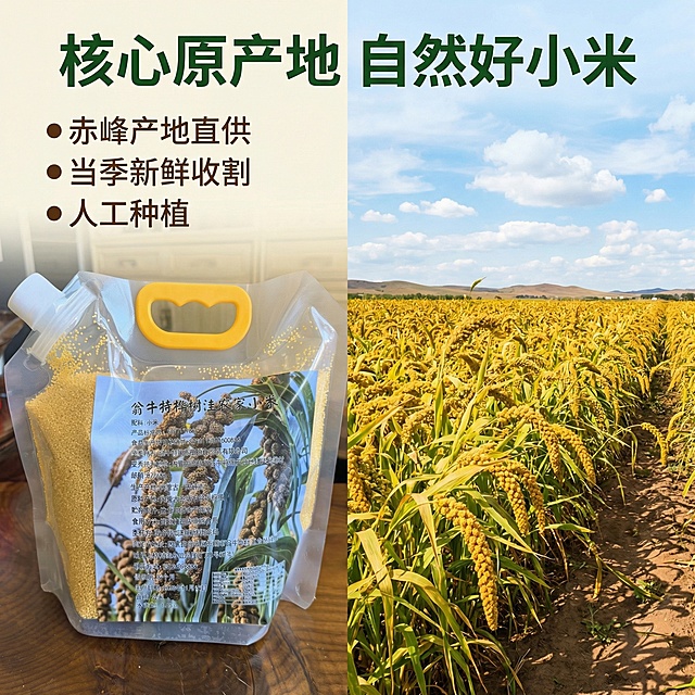 [主图 2] 
[主图主题] 核心产地溯源与品质展示
[氛围/风格] 自然田园风，真实原产地氛围
[画面元素] 袋装产品放在左侧，右侧拼接开阔的内蒙古赤峰小米稻田实景图，成熟的金黄小米穗在田野中随风摇曳，阳光明媚，蓝天白云，自然暖光照射，画面清新通透
[配色色系] 主色调：稻田金黄色、天空蓝色；辅助色：土地棕褐色
[视角构图] 拼图构图，左右分屏自然过渡，左侧产品清晰完整，右侧场景开阔
[文字版式] 主标题 "核心原产地 自然好小米" 位于画面顶部中央，加粗深绿色字体；核心亮点 "● 赤峰产地直供 ● 当季新鲜收割 ● 人工种植" 竖向排列在左侧产品旁，深褐色字体，大小对比清晰
[比例分辨率] 1:1 比例，2k 分辨率
