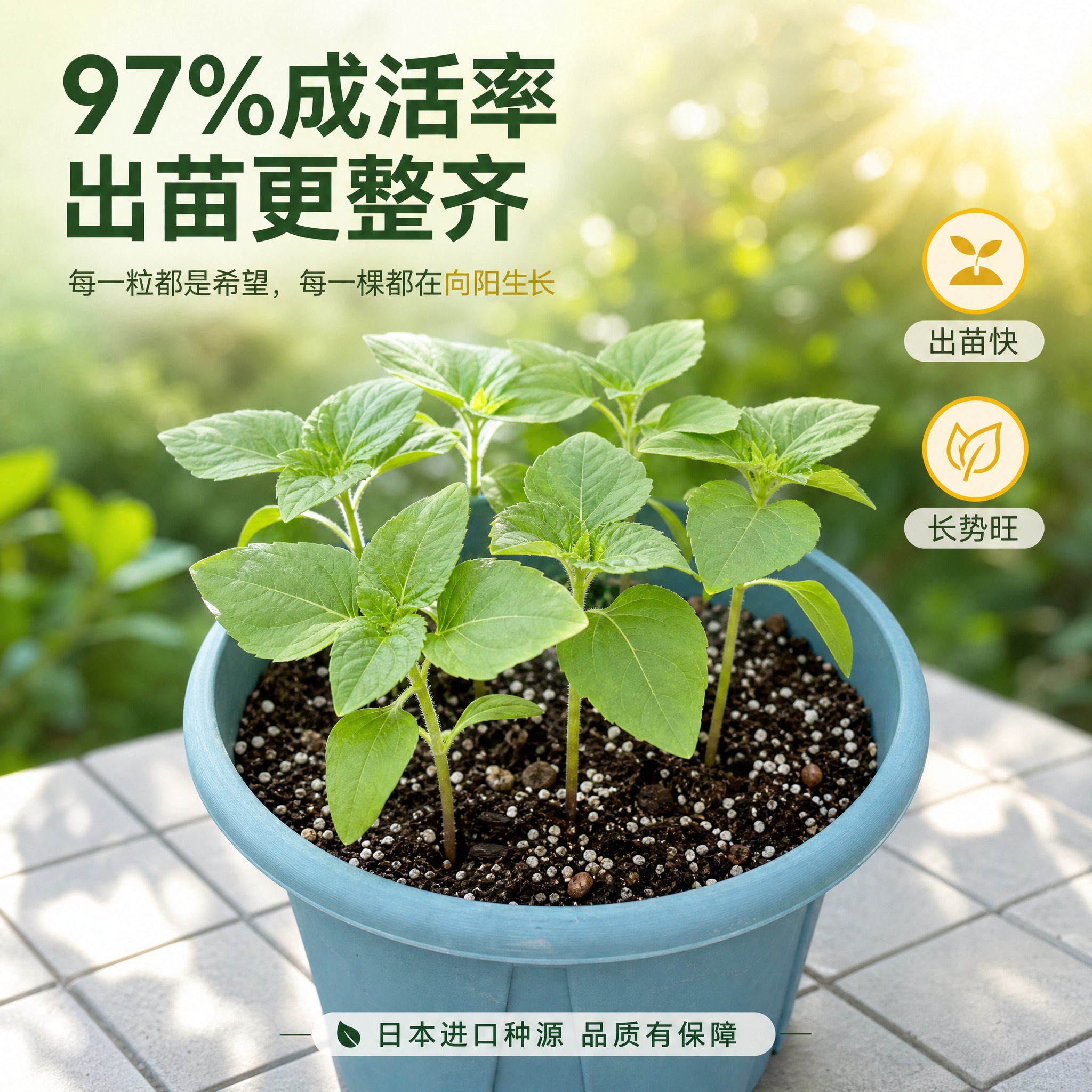 [主图-7] 幼苗成长展示 茁壮幼苗盆栽 成活率证明图 [统一… - 图片创意预览