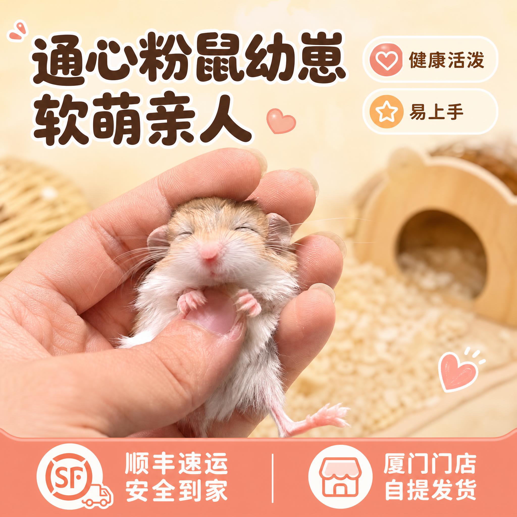 [主图-1] 首图点击率，通心粉鼠活体宠物主图，突出软萌可爱与… - 图片创意预览