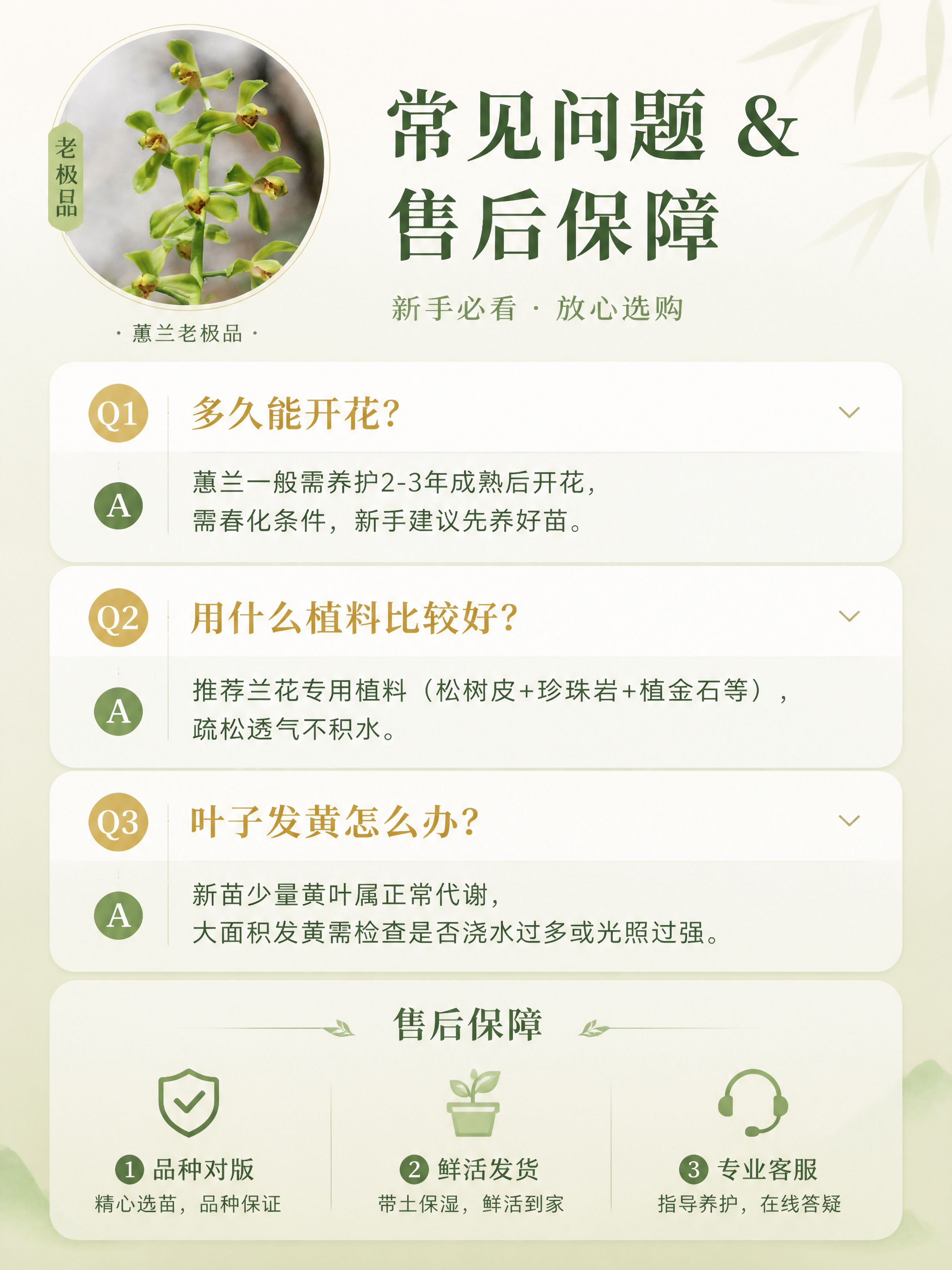 [商品] 使用【图1】蕙兰老极品开花参考图作为品种标识小图；本… - 图片创意预览