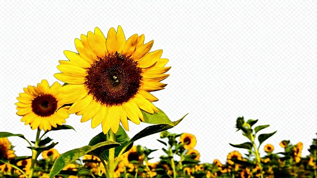 参考图中向日葵的形态，生成向日葵画面，背景为透明