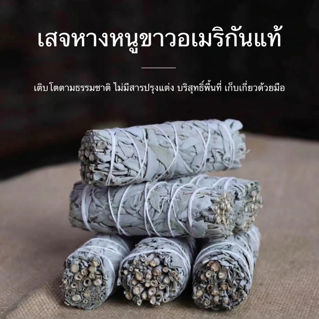 保留原图白鼠尾草商品的构图与背景，将文字替换为泰语翻译：
เสจหางหนูขาวอเมริกันแท้
เติบโตตามธรรมชาติ ไม่มีสารปรุงแต่ง บริสุทธิ์พื้预览效果