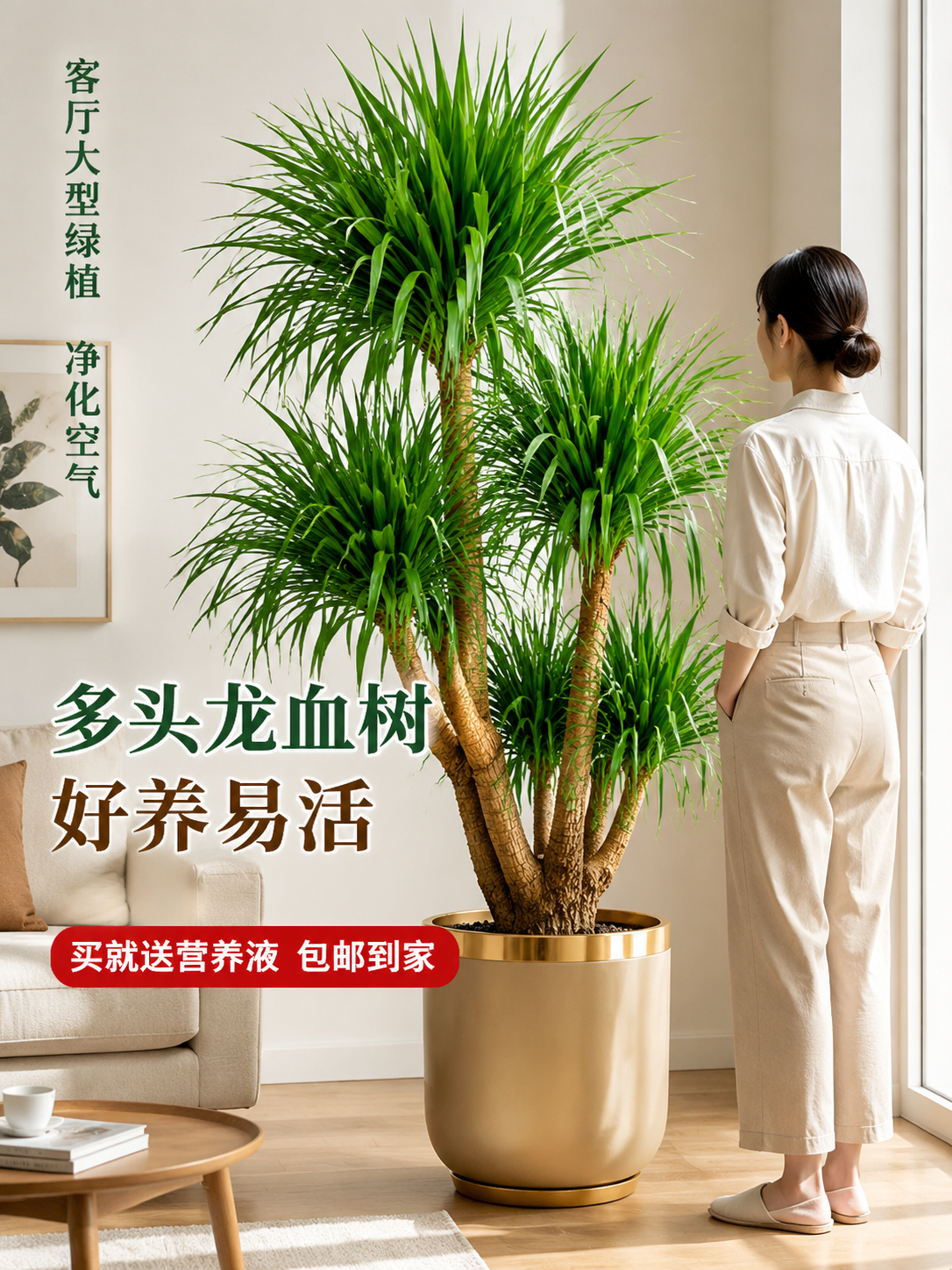 淘宝天猫电商主图，3:4竖版，画面主体是一盆大型多头龙血树绿植… - 图片创意预览