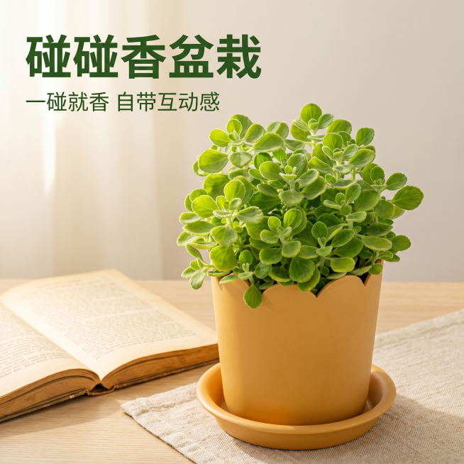 [主图 1] 碰碰香盆栽首图场景展示。[氛围风格] 温馨舒适家居治愈风；[画质] 商业摄影质感、光线柔和通透、产品清晰真实、画面干净高级。[元素] 将碰碰香盆栽融入温馨家居角落，浅木色桌面搭配奶白色墙预览效果