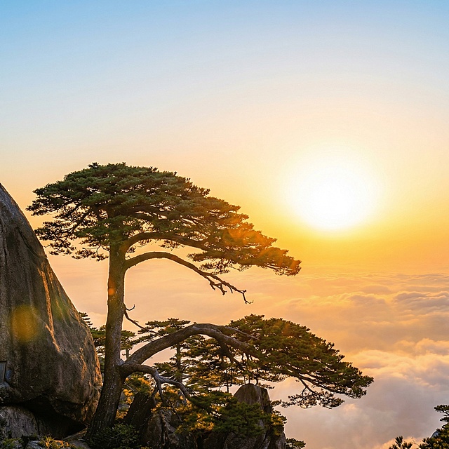 画面亮一些，松树做成实景，大片效果