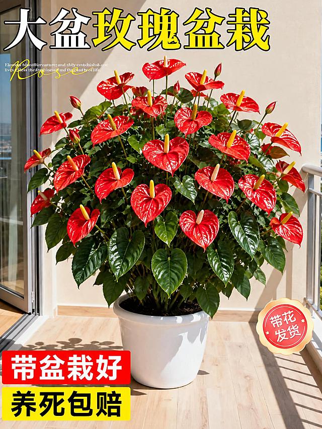 将图中的红色玫瑰花全部替换为红掌（火鹤花），红掌的形态参考第二张图，保持花盆、阳台场景、光照和整体构图不变，保留图中的文字和贴纸元素