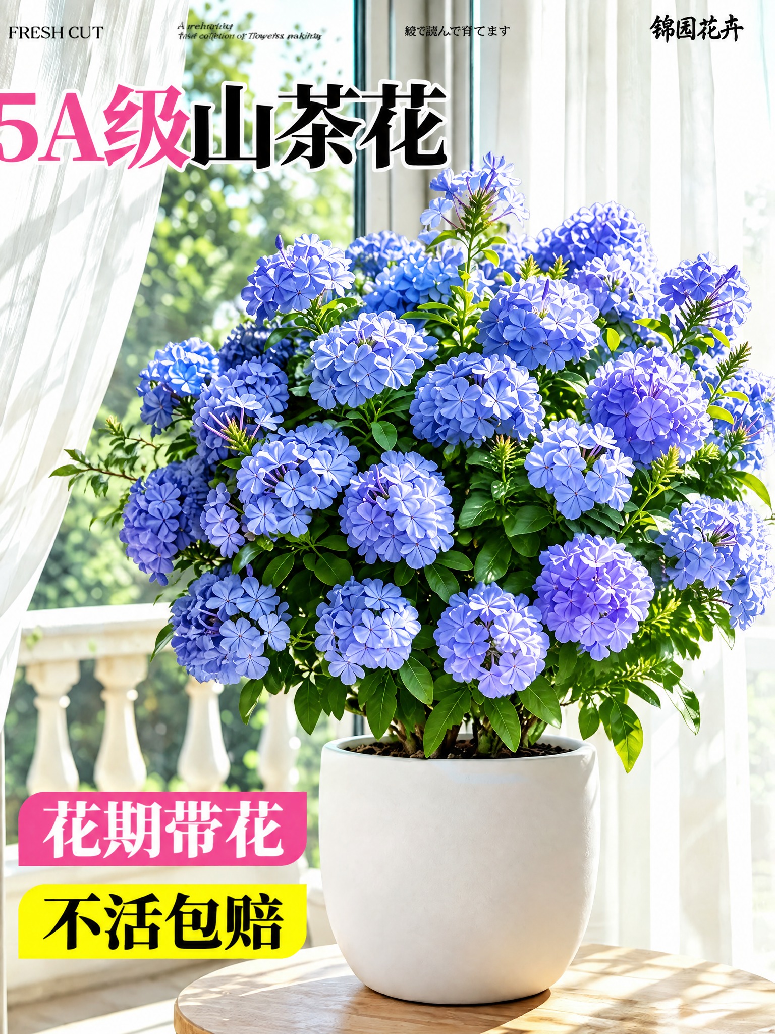 将图中的山茶花盆栽替换为蓝雪花盆栽，蓝雪花的花型、花色、叶片形… - 图片创意预览