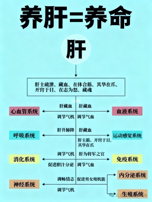 重新生成养肝知识思维导图，保留所有文字内容，清晰展示标题"养肝=养命"，中心"肝"字，以及下方各个系统的养肝知识关系图，浅蓝色背景，排版整齐清晰，文字清晰可读预览效果