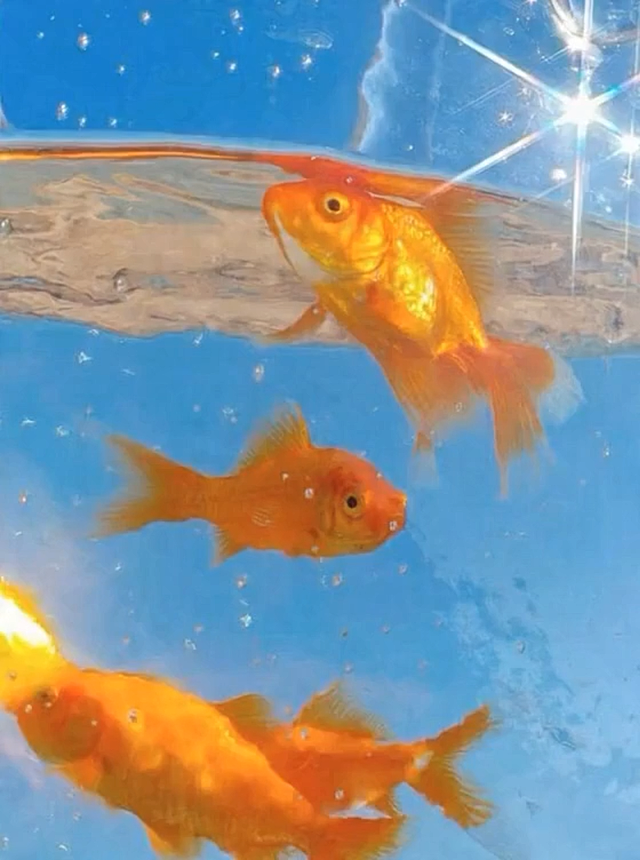 金鱼在水中自然游动，