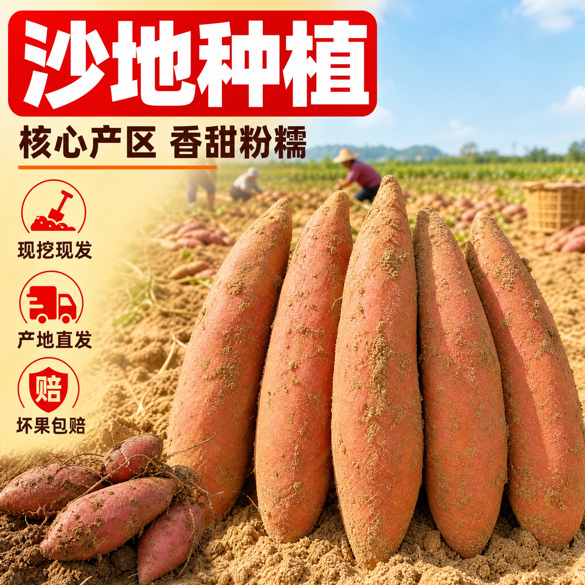 [主图-2] 核心卖点 沙地种植 产地溯源。 [统一基调] 拼… - 图片创意预览
