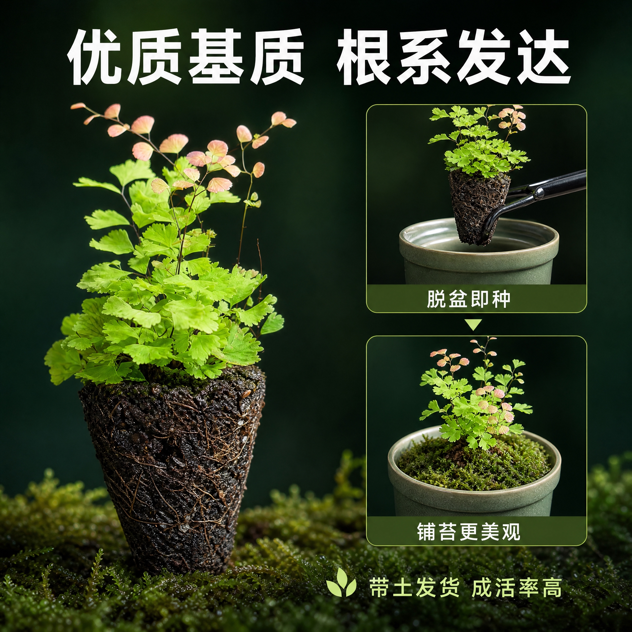 [主图-6] 土团根系与种植方式展示图，展示营养土团结构与上盆… - 图片创意预览