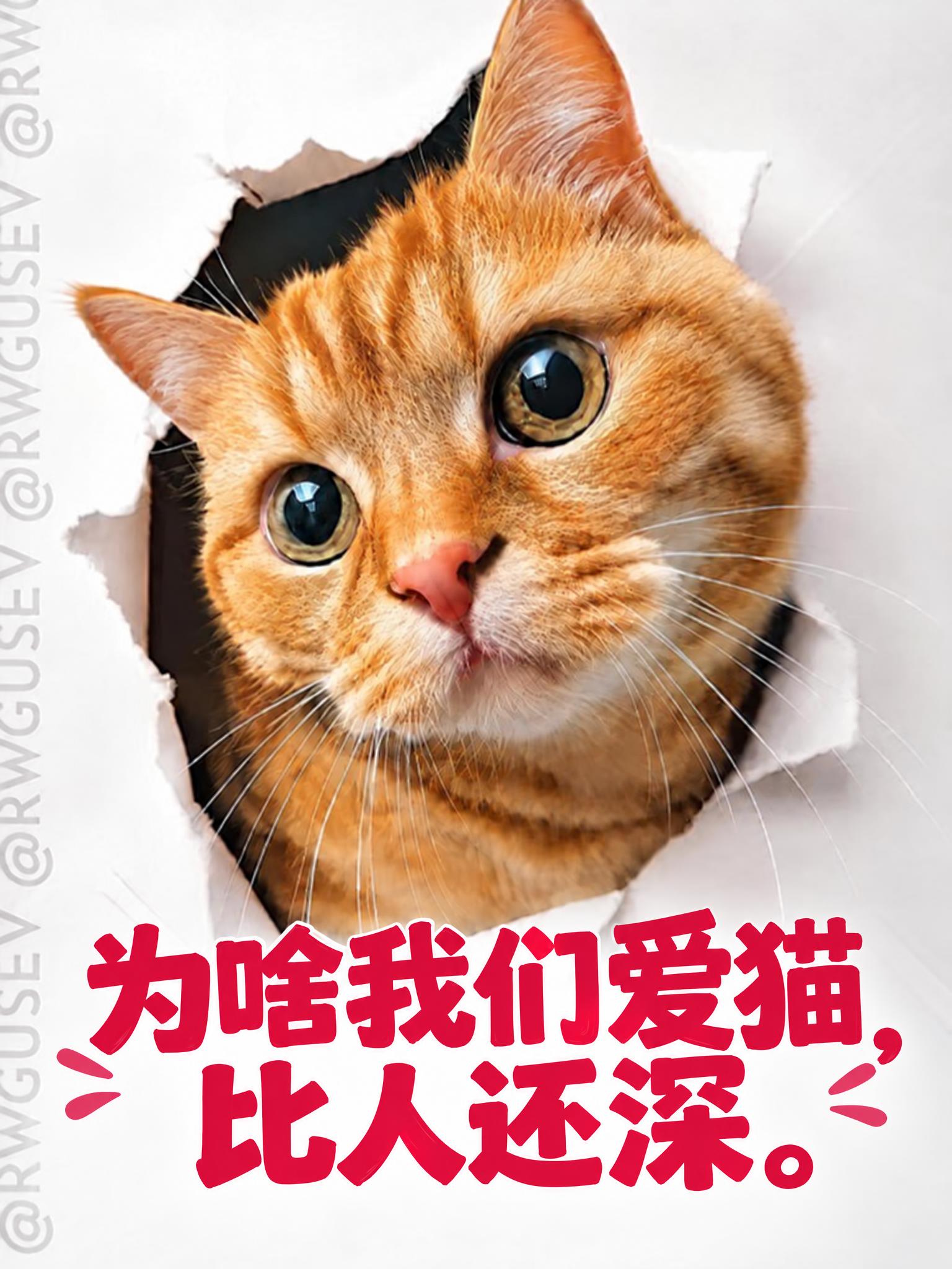 保持图片中的橘猫撕纸头像、背景、撕纸效果、左侧水印、文字内容、… - 图片创意预览