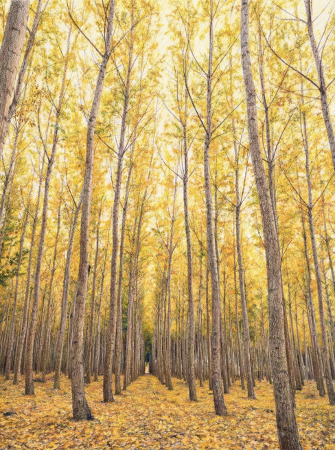 增加彩铅笔触预览效果