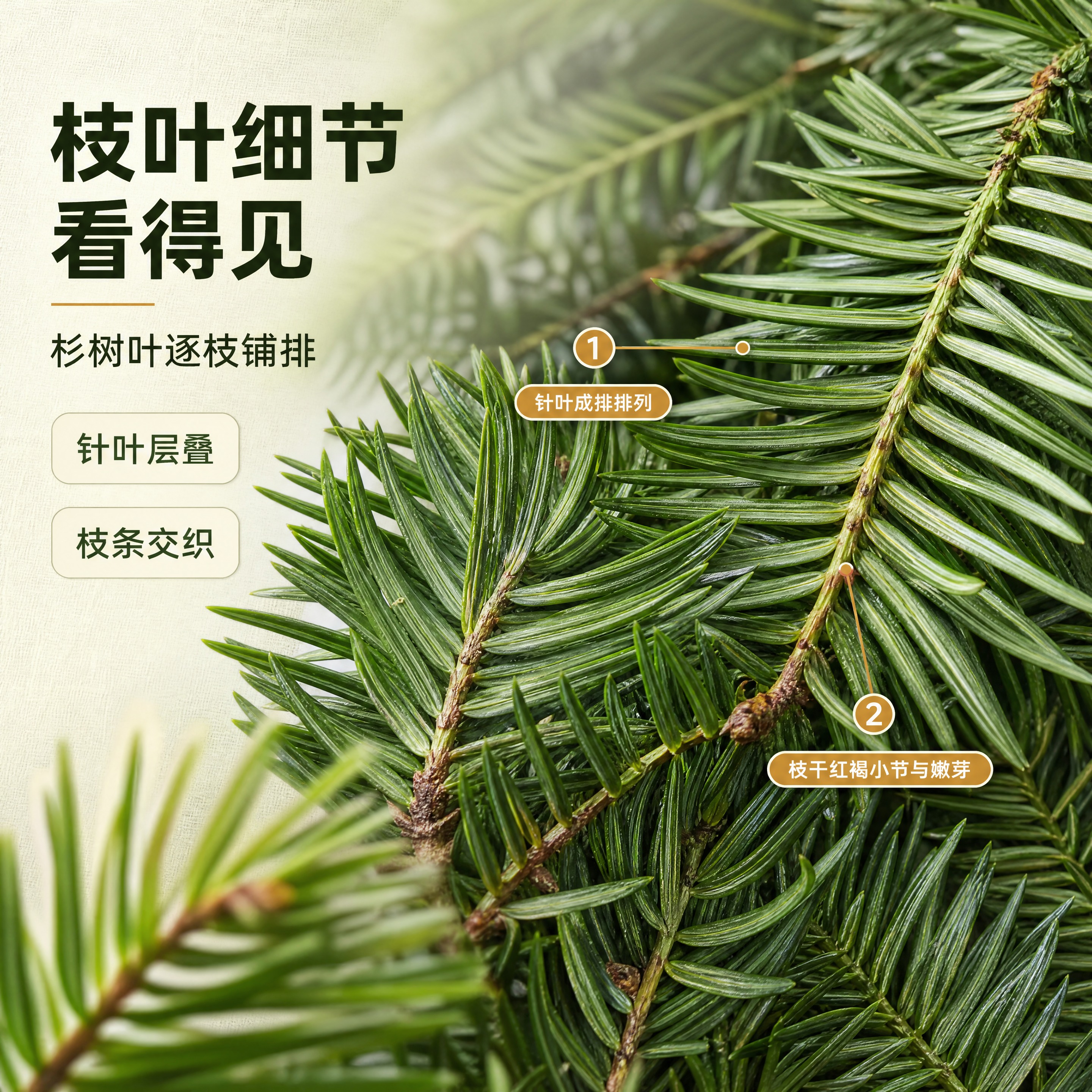 [商品] 使用【图3】的枝叶细节特写为主参考（【图1】【图4】… - 图片创意预览