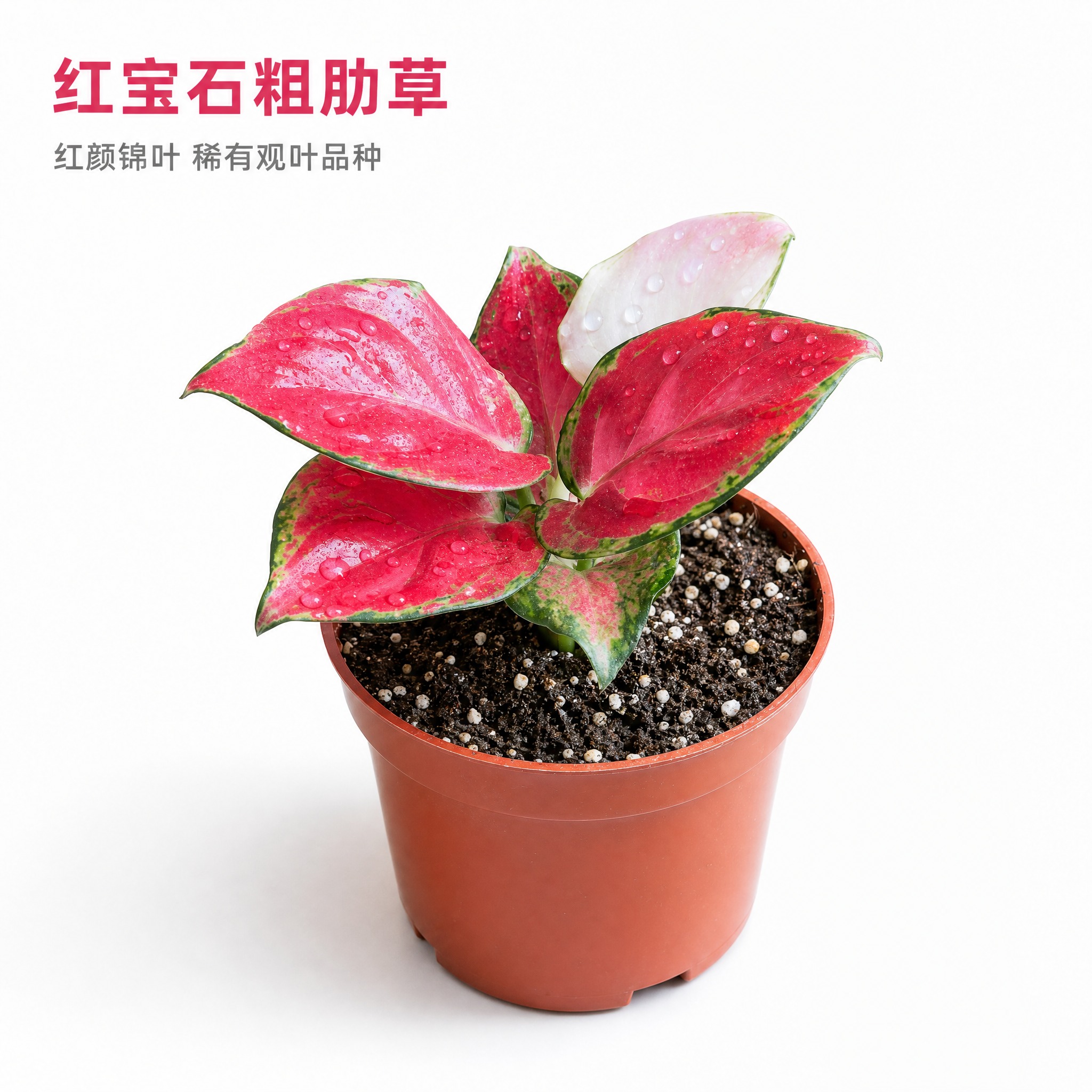 [主图-2] 红宝石粗肋草白底英雄主图，展示产品完整外观与高级… - 图片创意预览