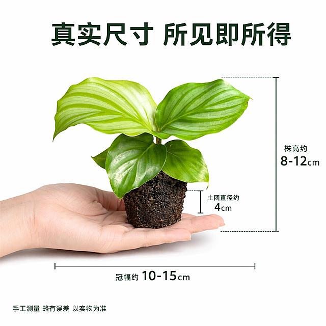 [主图-5] 青苹果竹芋苗规格尺寸参照图 白底
[氛围风格] 白底信息展示 真实比例 清晰直观
[画质] 商业摄影质感 光线均匀 产品清晰 尺寸标注准确
[元素] 青苹果竹芋苗带土团居中展示 旁边有一只成人手掌轻轻托住土团作为尺寸参照 手掌自然张开 显示植株大小比例 青苹果竹芋苗叶片舒展翠绿 保持产品外观与输入产品图绝对一致 杜绝变形色差 商品主体占比约65% 画面满屏无边框
[光影] 顶部柔光主光 均匀补光 叶片和手掌都有自然光影 底部轻微投影 立体感强
[配色] 主色翠绿 肤色 背景纯白 标注线深绿
[视角构图] 正面平视 主体居中 手掌在植株下方作为参照 视角自然
[文字版式] 顶部主标题大字深绿写"真实尺寸 所见即所得" 植株右侧有垂直尺寸线 上方标注"株高约8-12cm" 土团旁标注"土团直径约4cm" 底部横向尺寸线标注"冠幅约10-15cm" 尺寸线为细深绿色 数字字号大且醒目 说明文字字号小 左下角小字写"手工测量 略有误差 以实物为准"
[输出要求] 1:1比例 文字清晰锐利 超高清商业摄影质感
[负向提示词] 变形 文字错乱 产品图模糊 背景杂乱 水印 电商平台Logo