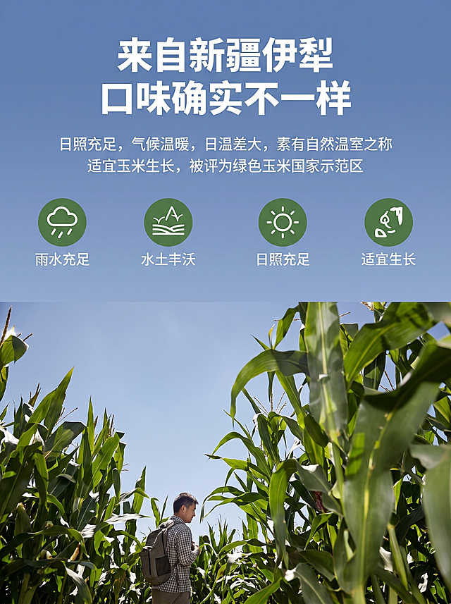 [主图 2] 产地介绍页，展示新疆伊犁玉米种植优势
[氛围风格] 清新自然绿色系，和整套详情页风格统一
[画质] 商业摄影质感、光线柔和通透、产品清晰真实、画面干净高级。
[元素] 浅绿色背景，顶部放置大标题，下方四个图标分别标注雨水充足/水土丰沃/日照充足/适宜生长，最下方展示玉米田农民背影实景照片，保持整体版式和原图一致，文案信息完整保留。商品主体占比控制在70%左右，画面干净无边框。
[光影] 柔和自然光，整体光线均匀明亮
[配色] 主色调浅绿+深绿，文字白色清晰醒目
[视角构图] 平视排版，图文布局层次分明
[文字版式] 顶部标题"来自新疆伊犁 口味确实不一样"大号白色粗体，正文小字介绍"日照充足，气候温暖，日温差大，素有自然温室之称 适宜玉米生长，被评为绿色玉米国家示范区"，四个图标下方对应标注文字，排版整齐左对齐，文字和背景对比强烈清晰可读。
[比例分辨率] 3:4 比例，2k 分辨率；文字清晰可辨，超高清。
[负向提示词] 变形，水印，文字错乱，产品模糊，背景杂乱，颜色刺眼，遮挡主体