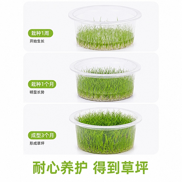 [主图-9] 迷你牛毛水草成景对比展示。[氛围风格] 过程展示，突出成长效果，自然可信。[氛围风格] 清晰直观，自然真实。[画质] 商业摄影质感、光线柔和通透、产品清晰真实、画面干净高级。[元素] 三张圆角竖排卡片，从上到下依次展示：栽种1周、栽种1个月、成型3个月的生长状态，叶片逐渐茂密形成草坪。保持产品原草颜色质感一致，杜绝变形色差。纯白背景，卡片整齐排列。[光影] 每张卡片光线均匀一致，水草绿色鲜亮，生长变化清晰可见。[文字版式] 每个卡片标注生长周期，底部大字结论写"耐心养护 得到草坪"，字体清晰突出。[输出要求] 1:1 比例，文字清晰可辨，超高清商业摄影质感；[负向提示词] 变形，文字错乱，产品图模糊，背景杂乱，水印，电商平台Logo。