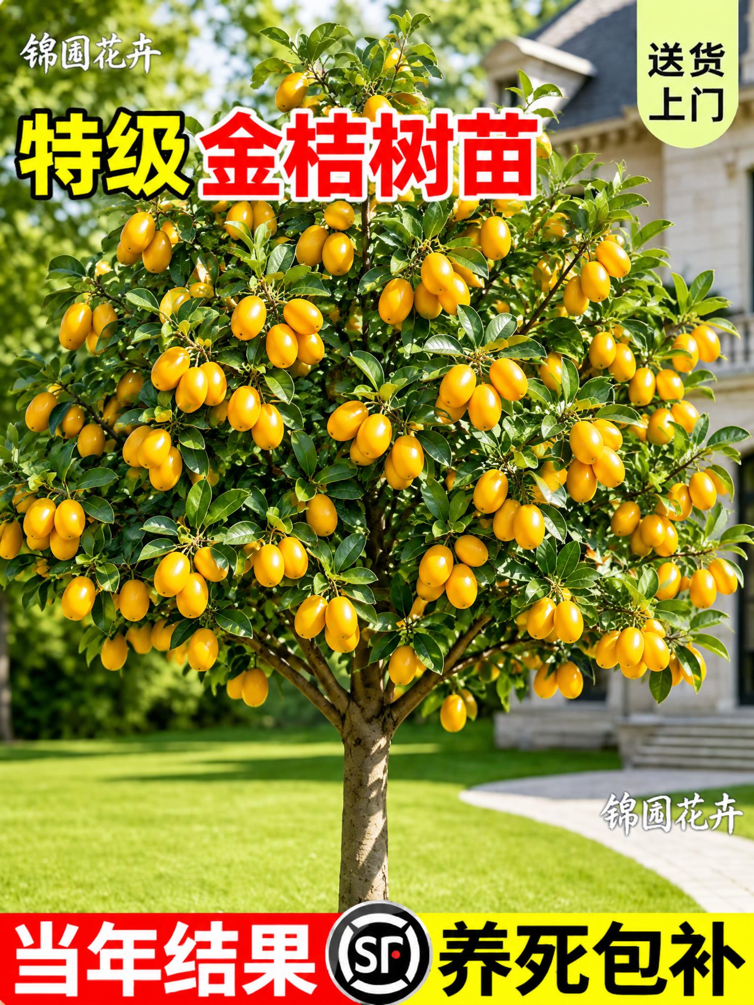 将图中的苹果树替换为挂满金黄色金桔树，树上结满金黄色的金桔果实… - 图片创意预览