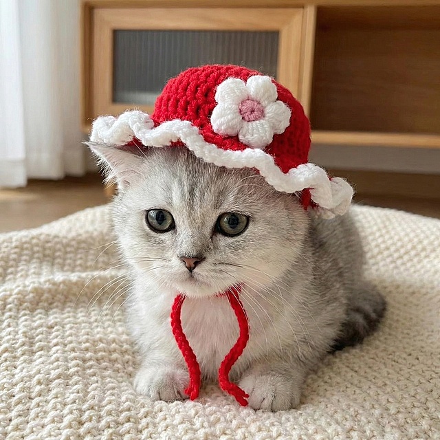 生成一只银渐层小猫戴着红色底带白色花朵粉色花心钩织帽子的图片，保持帽子原有颜色和质感不变，可爱风格，高清真实质感