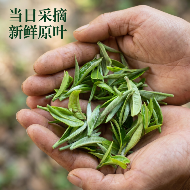 [主图 6] 英红九号新鲜茶青展示。
[氛围风格] 新鲜原生态，自然清新，突出原产地品质。
[画质] 商业摄影质感，光线柔和通透，产品清晰真实，画面干净高级，无阴影无杂色，质感细腻，色彩自然真实。
[预览效果