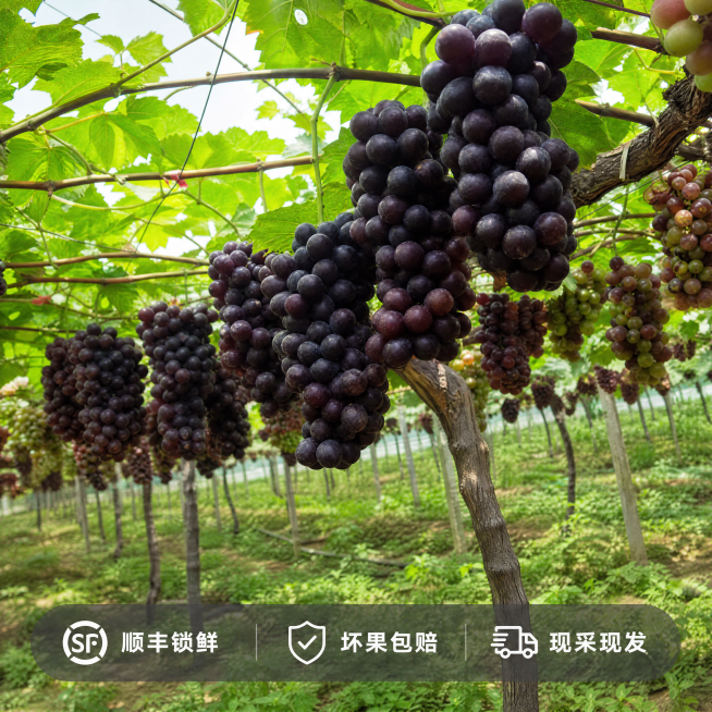 [主图-5] 夏黑葡萄服务承诺背书图
[氛围风格] 真实信任感
[画质] 商业摄影质感、光线柔和通透、产品清晰真实、画面干净高级。
[元素] 远景果园挂果场景，近处多串成熟夏黑葡萄作为主体，保留原图葡预览效果
