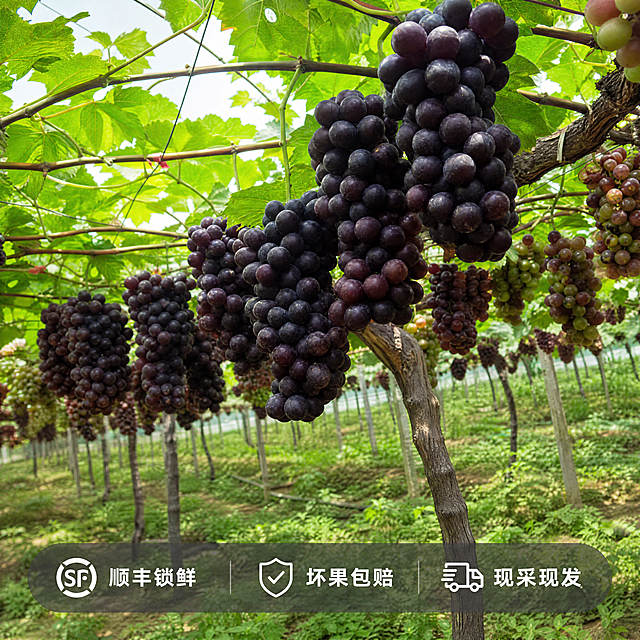 [主图-5] 夏黑葡萄服务承诺背书图
[氛围风格] 真实信任感
[画质] 商业摄影质感、光线柔和通透、产品清晰真实、画面干净高级。
[元素] 远景果园挂果场景，近处多串成熟夏黑葡萄作为主体，保留原图葡萄真实形状颜色和质感，完全一致不变形。画面下方预留服务承诺区域，整体干净清爽
[光影] 自然柔和阳光，整体明亮通透
[配色] 自然果园配色，深紫绿色为主，底部浅灰色半透明底衬托文字
[视角构图] 全景展示，主体葡萄在中景，前景草地背景果园，层次分明
[文字版式] 画面底部放置半透明灰色悬浮条，两端留空，横向排列服务卖点：顺丰锁鲜 / 坏果包赔 / 现采现发，每个卖点配简洁图标，图标+文字组合，白色清晰文字，每个卖点均匀分布，不遮挡主体葡萄
[比例分辨率] 1:1 比例，4k 分辨率；文字清晰锐利，画面超高清
[负向提示词] 变形，水印，文字错乱，产品图模糊，背景杂乱