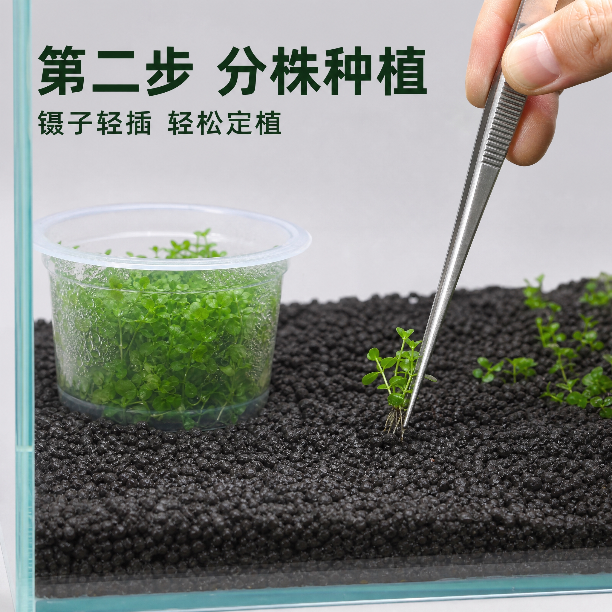 拼多多电商主图第3张：无菌组培杯迷你矮珍珠水草种植步骤演示。高… - 图片创意预览